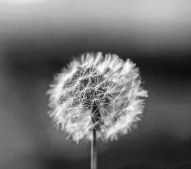 Gerçekten yumuşak, güzel, beyaz karahindiba. Gün içinde siyah beyaz.