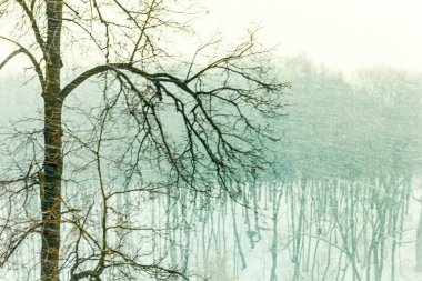 Gerçek ağaç ve unutulmaz kış gününde müthiş bir kar fırtınası.