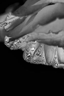 Gerçek güzellik suyu, yumuşak ışık çiçeğine siyah beyaz düşer.