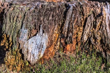 Güneşli bir bahar gününde, anıların sembolü gibi harika bir kütük.