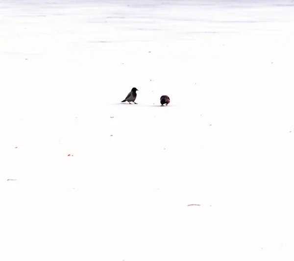 Two real black crows in white snow at winter day