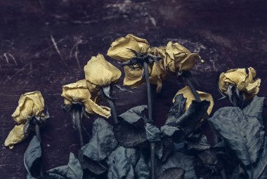 Kahverengi ahşap masada gerçek kuru sarı güller. Geçmişin koyu sepya rengi sembolü gibi.