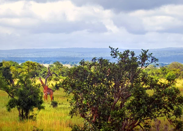 Real pretty giraffe in beautiful bushes of Savannah at worm morning