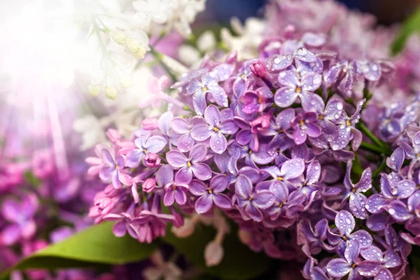 Riktigt Vackra Lila Blommor Frodig Våren Lila Soliga Strålar — Stockfoto