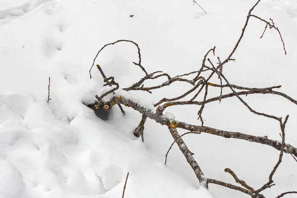 Real Charming Strange Tree Branch Snow Winter Forest — Stock Photo, Image