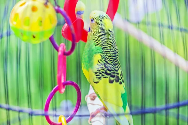 Jolie Perruche Jaune Verte Cage Pour Une Vie Heureuse Maison — Photo