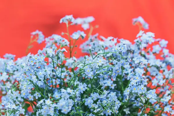 Riktigt Vackra Blommor Delikat Blå Glömma Mig Inte Ljus Röd — Stockfoto