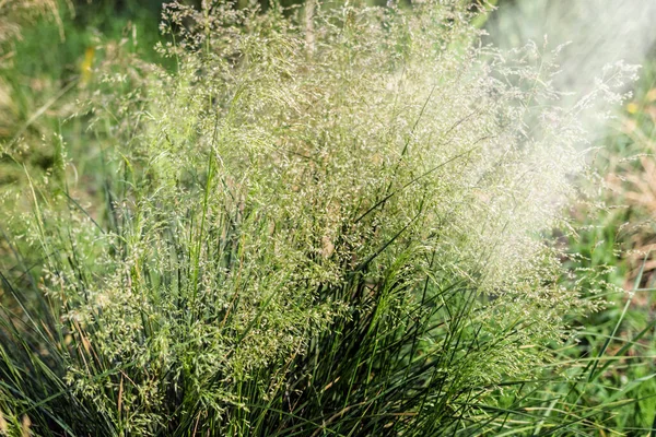 Echt Schönes Sommerfeld Grünes Gras Bei Sonnigem Gemütlichem Wetter — Stockfoto