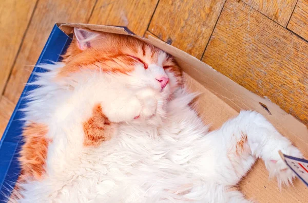 Ausgewachsene Rote Katze Schläft Box Auf Dem Heimischen Parkettboden — Stockfoto