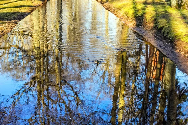 Les Arbres Nus Reflètent Dans Eau Source Heureuse Par Une — Photo