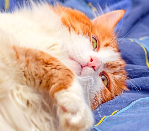 Реальний Дорослий Портрет Чарівної Червоної Кішки Нірвані Синьому Ліжку — стокове фото