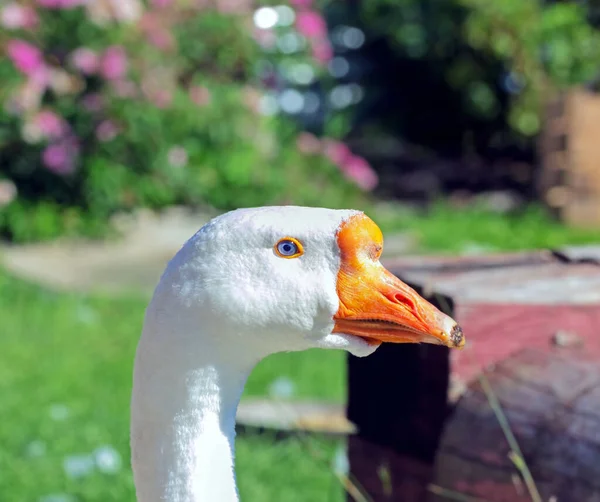 Fun Goose Head Blue Eye Sunny Day Garden — Stock Photo, Image