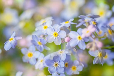 Yumuşak baharın yumuşak mavi çiçekleri Romantik ruh hali için unutma beni.