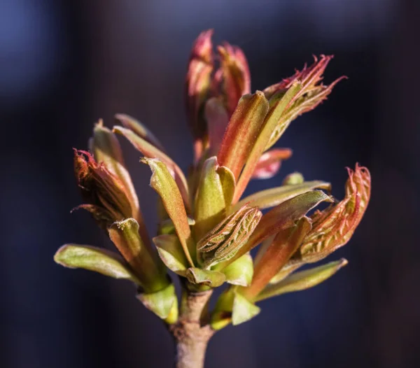 Budding Real Pretty Tree Macro Bud Dark Blue Background — Stock Photo, Image