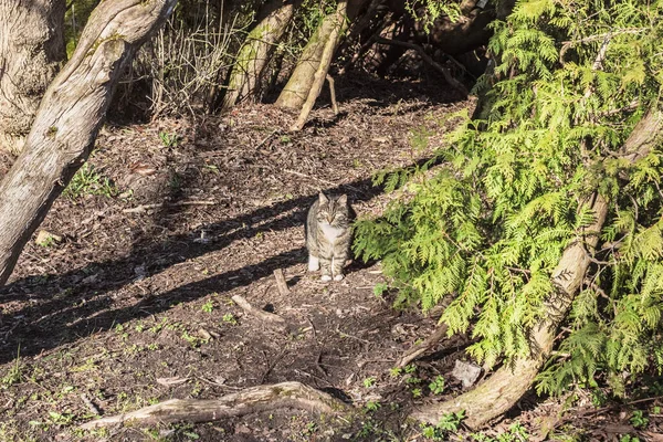 Naprawdę Ładny Dorosły Kot Spacery Wiosenny Park Słoneczny Dzień — Zdjęcie stockowe