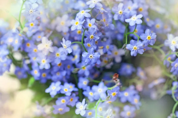 Нежные Очаровательные Голубые Цветы Незабудки Лучшего Настроения Любовного Впечатления — стоковое фото