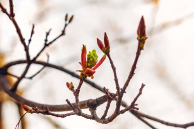 Olumlu bir şeyin sembolü gibi tomurcukları olan çok güzel bahar dalları.