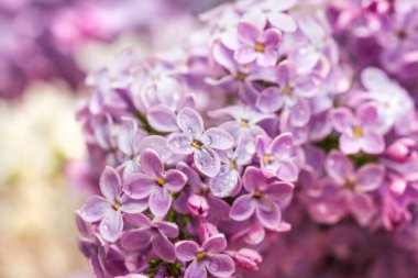 En iyi bahar havası için çiçek açmış çok güzel mor bir leylak.