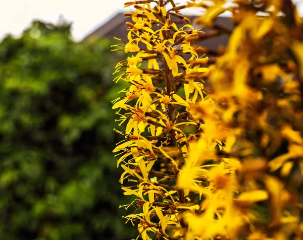 Prawdziwe Ligularia Sibirica Całkiem Prawdziwe Kwiaty Ogrodzie Letni Dzień — Zdjęcie stockowe