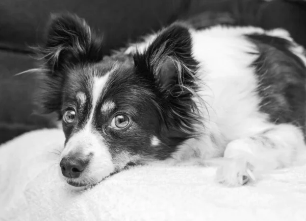 Bastante Negro Blanco Perro Mira Tiro Con Confianza — Foto de Stock