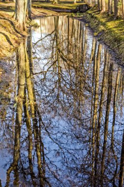 Güneşli bahar gününde sudaki ağaçların büyüleyici yansıması.