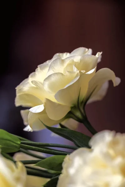 Zartes Echtes Helles Blüteneustoma Auf Dunkelbraunem Hintergrund — Stockfoto