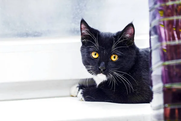 Echt Süße Schwarz Weiße Junge Katze Auf Weißem Fenster — Stockfoto
