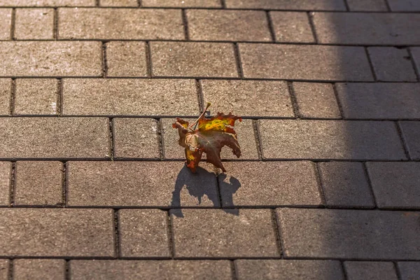 Trockenes Ahornblatt Auf Straßenfliesen Sonnigen Herbsttag — Stockfoto