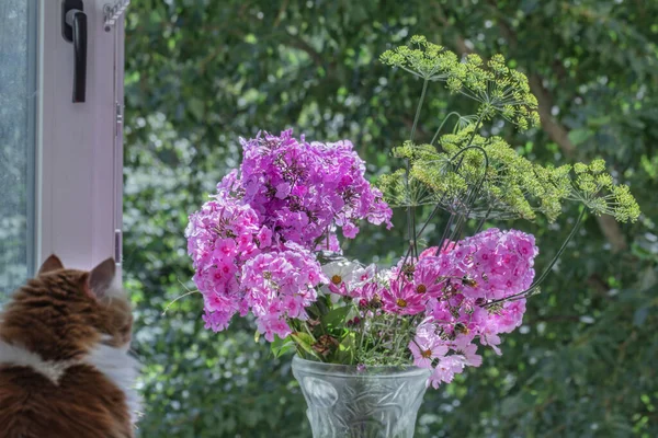 晴れた朝にピンクのフロックスと猫のシルエットの花束 — ストック写真