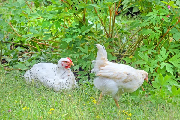 Two Real White Chickens Summer Garden Relax Time — Stock Photo, Image