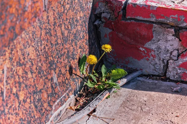 Zwei Wirklich Hübsche Gelbe Löwenzahne Der Stadt Einem Sonnigen Tag — Stockfoto