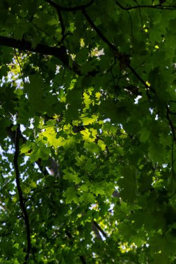 Yaz boyunca güneş tepeden yeşil akçaağaç yapraklarını aydınlatıyor.