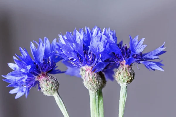 Настоящие Красивые Цветы Голубых Кукурузных Цветов Большой Сером Фоне — стоковое фото