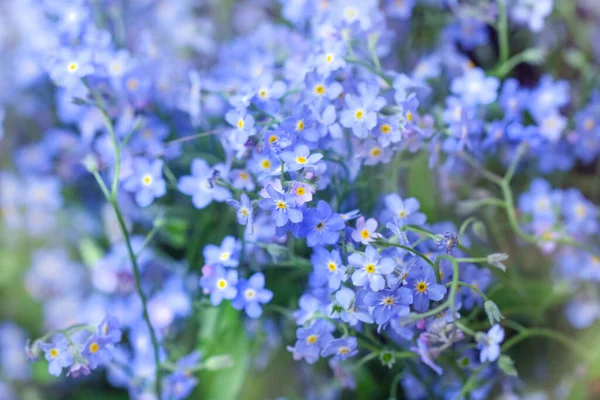 Fiori Blu Molto Delicati Non Dimenticarmi Emozioni Piacevoli Morbide — Foto Stock