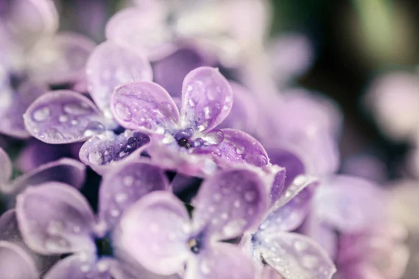 Fantastisk Blommande Lila Lila Stor För Riktiga Hjärta Känslor Och — Stockfoto