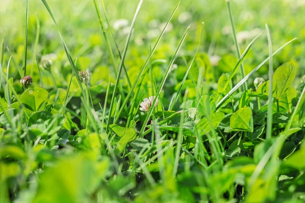 Real Charming Green Grass Large Sunny Happy Relax Day — Stock Photo, Image