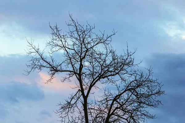 Silhueta Real Árvore Sem Folhas Contra Céu Azul Roxo Rosa — Fotografia de Stock