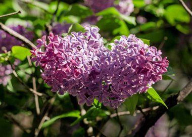 Charming blooming lilac in spring on sunny morning for best inspiration