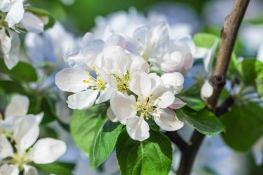 Real amazing white apple tree flowers in spring sunny morning