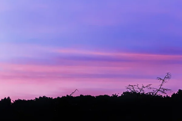 Erstaunliche Dämmerung Des Lila Blauen Himmels Über Der Dunklen Baumgrenze — Stockfoto