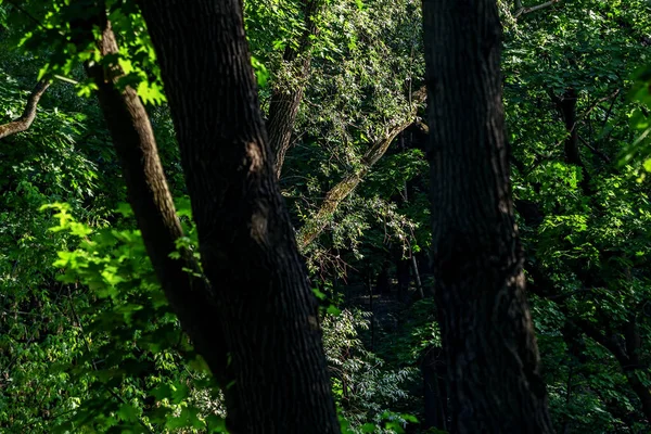 Beautiful Trees Dense Green Park Summer Best Mood — Stock fotografie