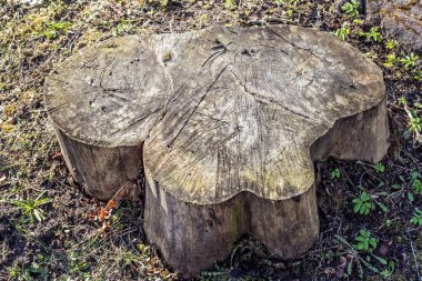Güneşli bahar gününde ağaçtan kesilmiş kütük gibi.