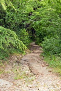 Green Park 'ta keyifli bir ortam için oldukça karanlık bir yol.
