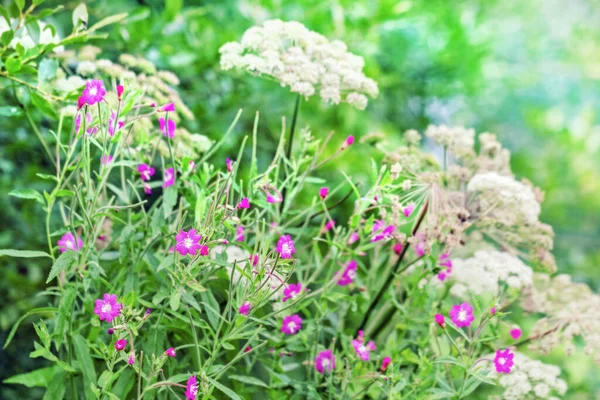 Справжні Красиві Літні Білі Фіолетові Квіти Ранковому Лісі — стокове фото