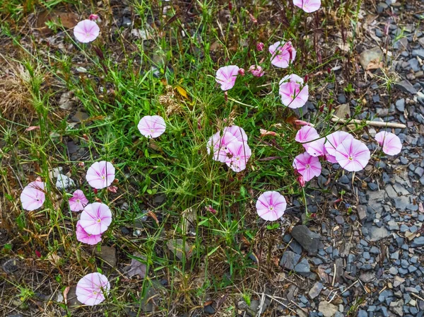Real Small Pink Creeping Bindweed Summer Morning Good Mood — Stock Photo, Image