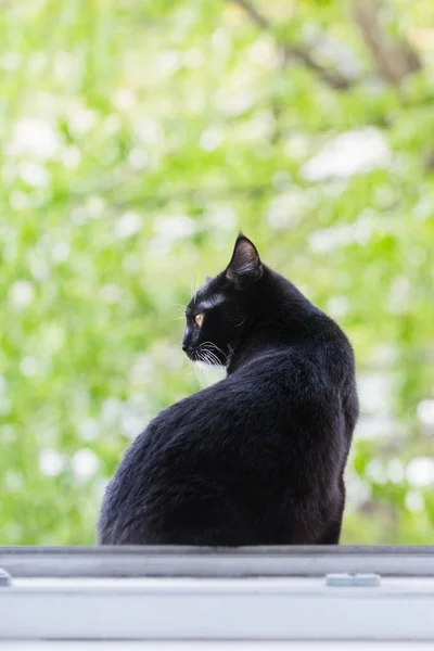 Naprawdę Ładny Czarny Kot Zewnątrz Otwarte Okno Letni Zielony Dzień — Zdjęcie stockowe