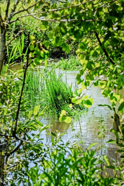 Riktigt Färskt Gräs Vatten Sommaren Skönhetsgrenar — Stockfoto