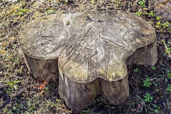 Güneşli bahar gününde ağaçtan kesilmiş kütük gibi.