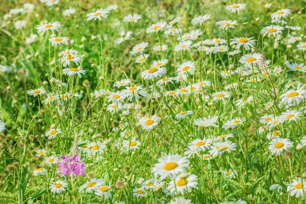 Real Pretty Blooming Daisies Summer Field Sunny Day — Stock Photo, Image