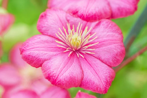 夏の日に大規模な本当にかなり明るいピンクのクレマチスの花 — ストック写真